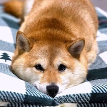 犬も寂しさを感じる？ 寂しい犬のSOSサインに気づいたときの対処法