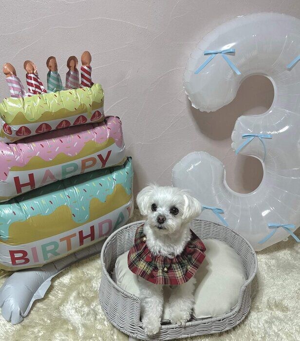 3才の誕生日をお祝いされている犬