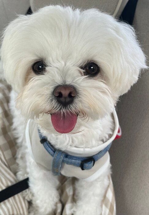 2才6カ月頃の犬