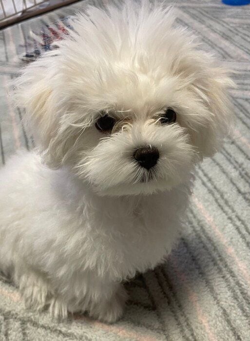 生後4カ月頃の犬