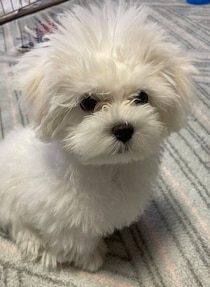 元気いっぱい好奇心旺盛な生後4か月のマルチーズ子犬→約2年後、人が大好きな甘えん坊に！お散歩を楽しむ姿にほっこり