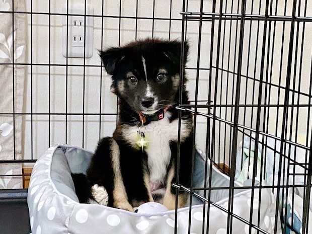 お迎えされて間もない頃の犬