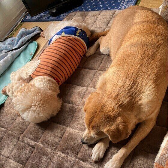 仲良く並んでお昼寝中のワンちゃん