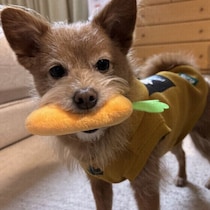 生活音は犬のストレスになるの？ 苦手な音がある犬への対応方法を解説