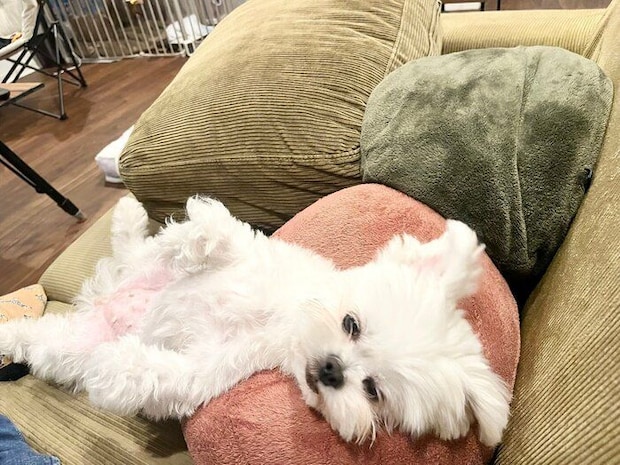 「おなかなでて」と待っているチーズちゃん