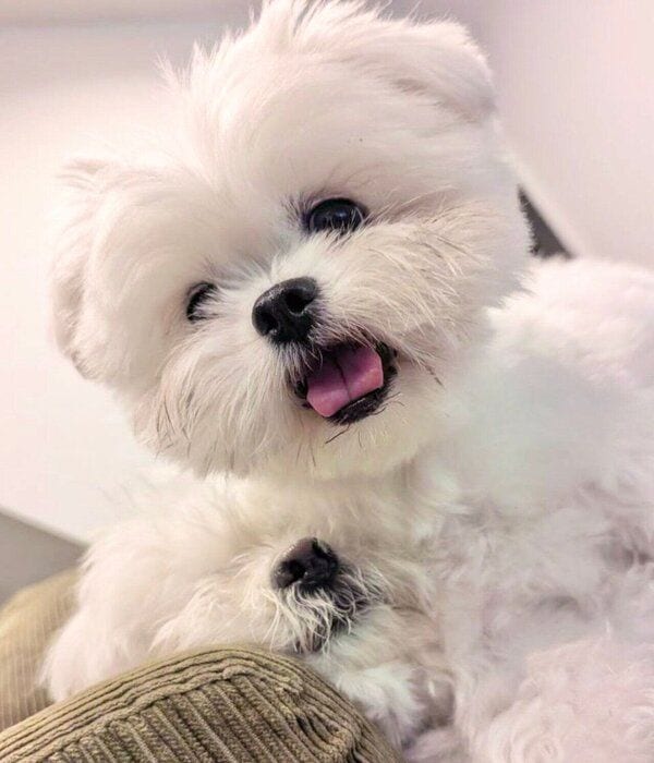 わむうくんをムギュッと潰してしまうチーズちゃん