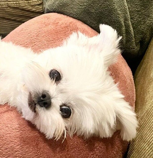 「おなかなでて」と待っているチーズちゃん