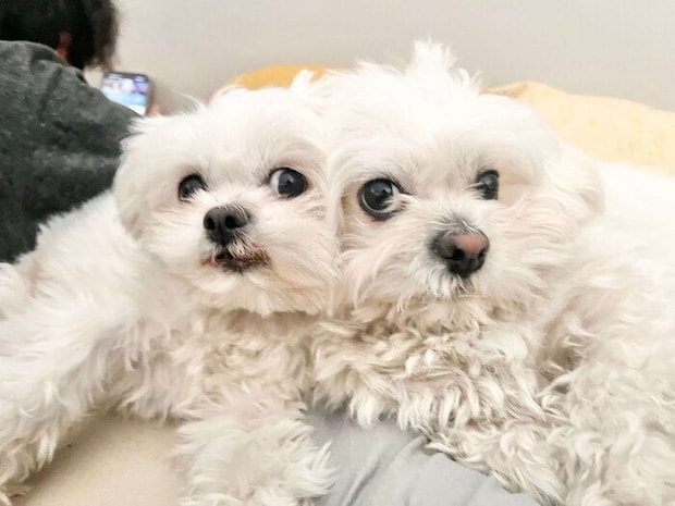 ギュッとくっつくチーズちゃん、わむうくん