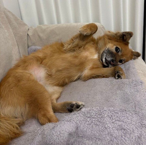 おなかを見せるはぐみちゃん