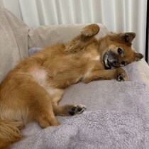 ゴロゴロすることが大好きな元保護犬　もちまえの明るい性格で周囲から愛される存在に！