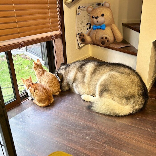 仲良く外を眺める3匹