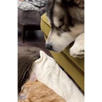 ソファで眠るアラスカン・マラミュート、“荒い鼻息”で子猫の昼寝を妨害!?　偶然が重なった光景にクスッ