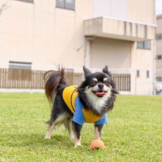 ボール遊び中のチワワ