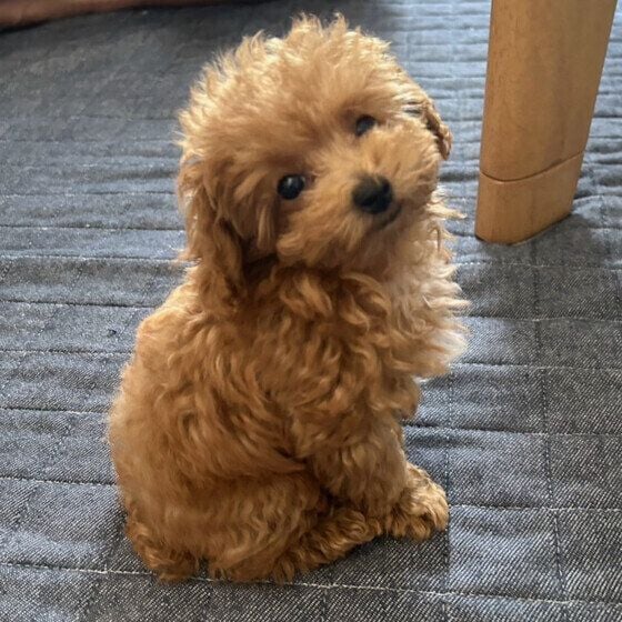 おすわりしながらカメラ目線のワンちゃん