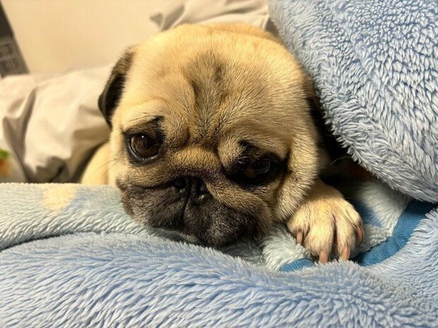 まったりするむむくん