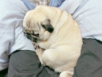 「牡蠣の赤ちゃん」みたいな見た目が可愛すぎ！　飼い主の足の間で丸まって眠るパグに4.4万いいね