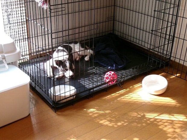 ケージの中で過ごすパユちゃん 当時飼い主さんは「しつけよりもまずは仲よくなることを優先する」と決めて接していたそう