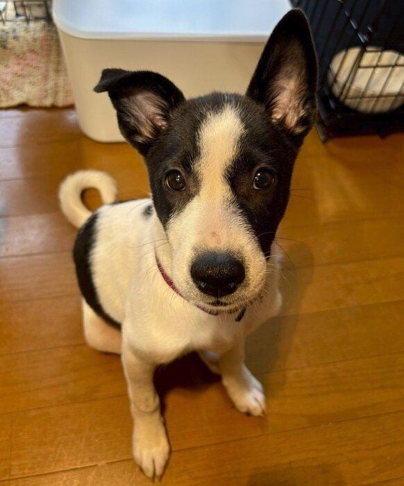 お迎え当初のパユちゃん パユちゃんは「山で生まれ生後間もなく保護された」のだとか