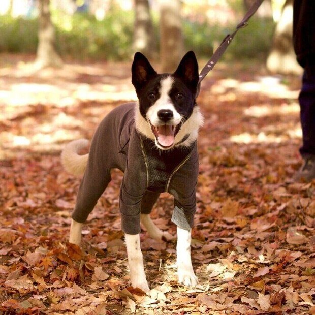 飼い主さんとお出かけ中のパユちゃん とっても楽しそうな様子が伝わってくる
