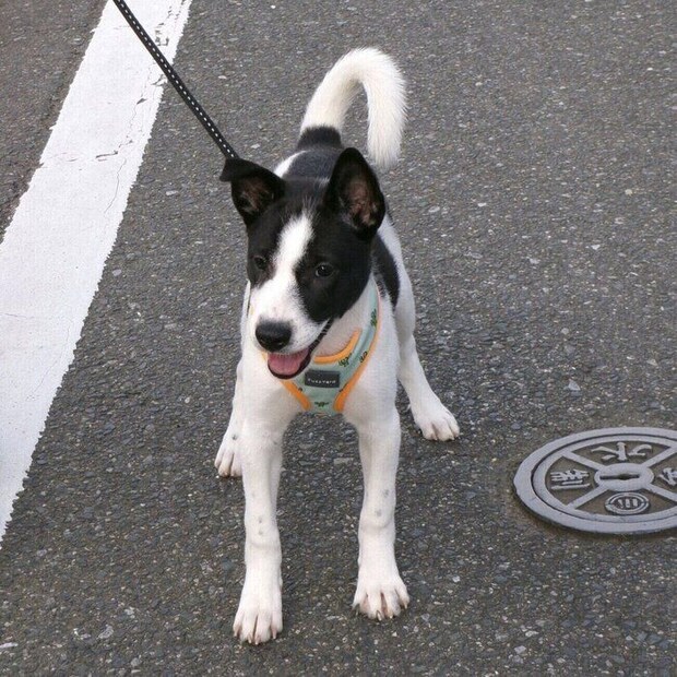 お散歩中のパユちゃん ウキウキした様子が伝わってくる