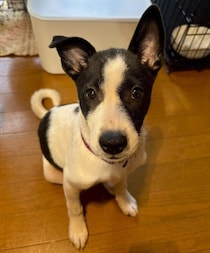 生後3カ月で迎えた“牛柄”模様がトレードマークの元保護子犬→怖がりでケージから出られなかった日々を乗り越え、今では甘えん坊な姿を見せるように！