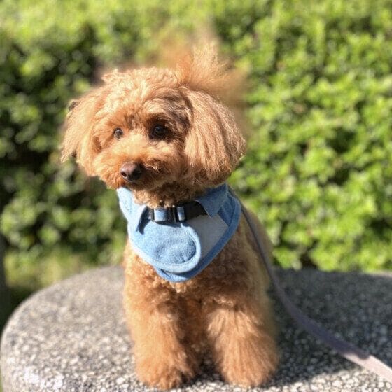 散歩中のトイプードル