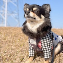 犬は他者の死をどう感じているの？犬にまつわる疑問を専門家が解説