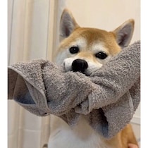 どっちもゆずれない!?　タオルは離したくないけどナデナデもしてほしい柴犬の心理を獣医師が解説