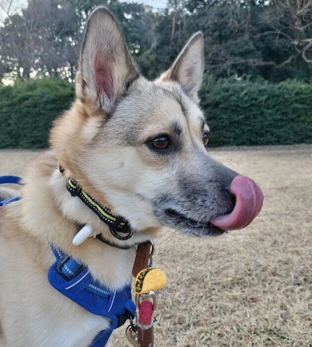 散歩を楽しむFELIXくん