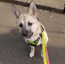 おやつで散歩練習中、舌をペロッと見せる元野犬の子犬→約4年後の変わらない姿も愛おしい！