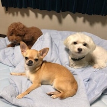 先住犬が新入り犬をしつけてくれるってホント？犬にまつわる疑問について解説！