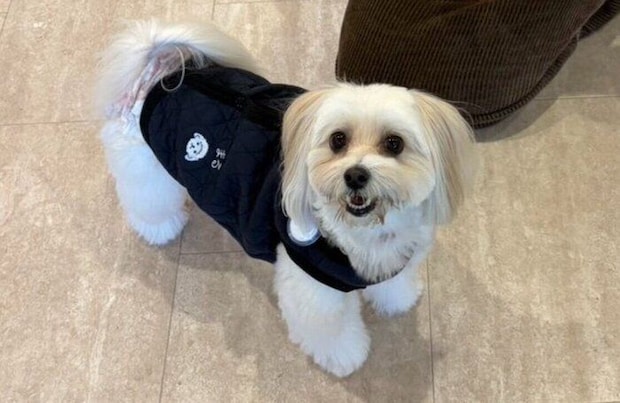 室内ドッグランで遊ぶ犬