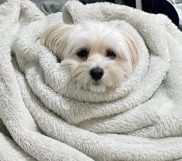 毛布にくるまれている犬