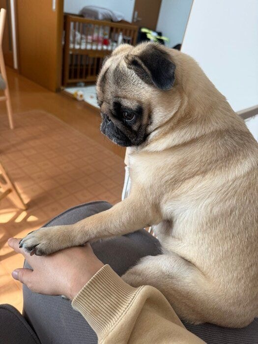 前足を家族の手にそっと乗せる犬