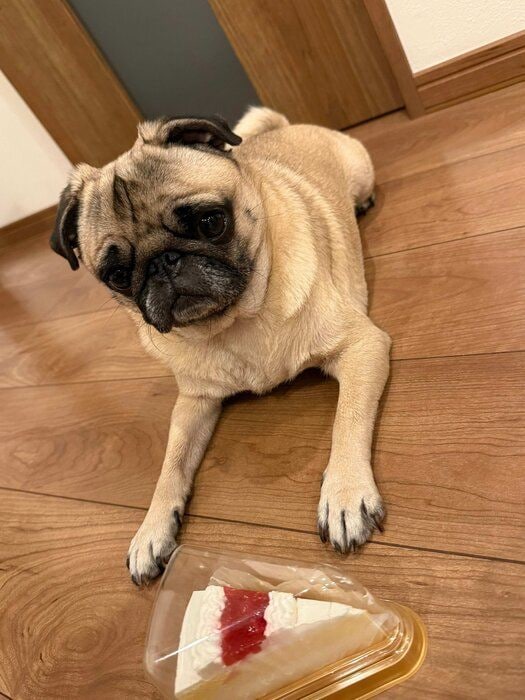 4才の誕生日を迎えた犬