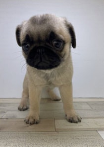 やんちゃな生後3カ月のパグ子犬→そのまま元気いっぱいに成長！お散歩とオヤツが大好きで飼い主に元気をくれる存在にほっこり