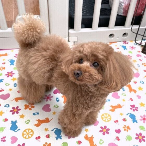 トイ・プードルのモカちゃん