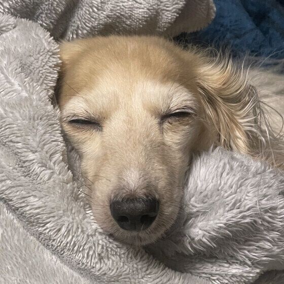 毛布に包まって寝ているワンちゃん