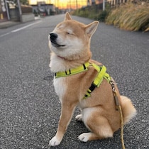 飼い主の生活リズムは犬に影響する？ 人と暮らす犬の生活リズムとは