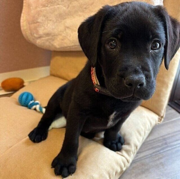 お迎えした翌朝のアポロくん