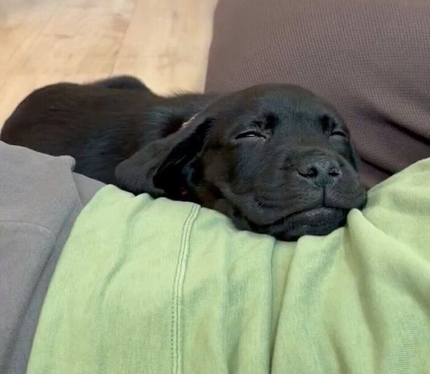 お迎えしたばかりのころのアポロくん