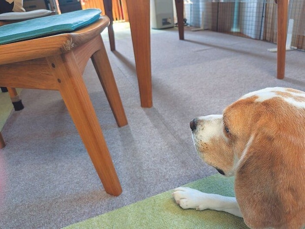 スプレーなしでも噛まなくなった！