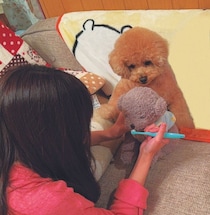 愛犬の「噛み」問題、うちはコレで解決！　読者がたどり着いた解決法とは