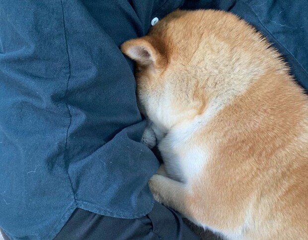 飼い主さんにくっつくもちくん