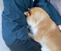 体調が悪い飼い主さんに寄り添う犬、その心理は？　行動から読み取れる気持ちを獣医師が解説