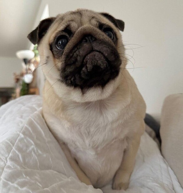 生後11カ月になったもろみちゃん