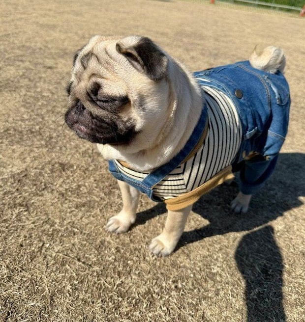 ドッグランを楽しむもろみちゃん