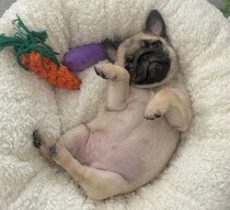 お腹“ポンポコリン”でやんちゃだったパグの子犬→生後11カ月の今、日々「可愛い」を更新中！