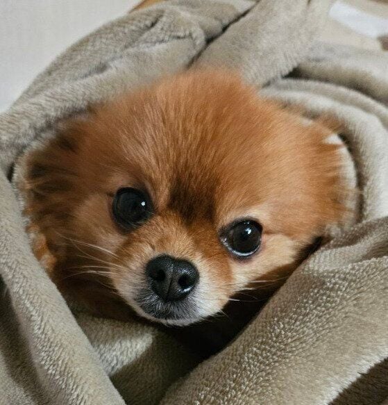 布団から顔を出しているポメラニアン