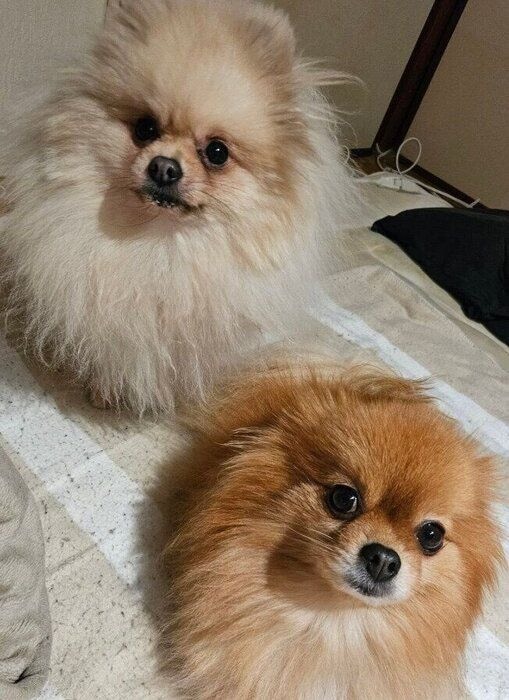 2匹のポメラニアン